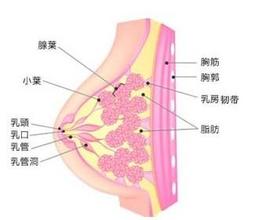 乳腺癌的危害介绍