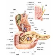 保定市癌症医院专家谈胰腺癌术后并发症
