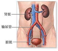 膀胱切除术的知识介绍